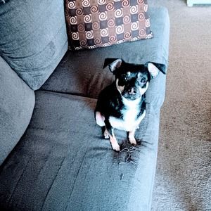 Meet your Posher, Gianarelli